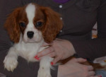 Cavalier King Charles Spaniel s PP – fotka 2