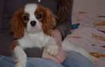 Cavalier King Charles Spaniel s PP – fotka 3