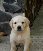 Zlatý retriever – fotka 2