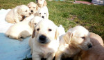 Zlatý retriever – fotka 3
