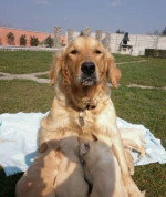 Zlatý retriever – fotka 4