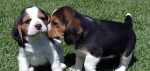 Tri farby mužskej a ženskej Beagle šteňatá – fotka 2