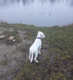 Argentínska doga / Dogo argentino – fotka 2