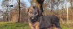 Briard plavý-šteniatka – fotka 2