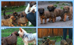 Briard plavý-šteniatka – fotka 4