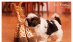 Shih Tzu - šteniatka. shi-tzu, si-cu, si-tzu ) – fotka 2