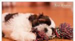 Shih Tzu - šteniatka. shi-tzu, si-cu, si-tzu ) – fotka 3