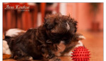 Shih Tzu - šteniatka. shi-tzu, si-cu, si-tzu ) – fotka 4