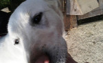Darujem Fenku Labradora – fotka 2