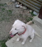 Darujem Fenku Labradora – fotka 3