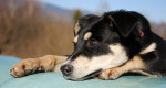 Šteniatko Tim hľadá domov – fotka 2