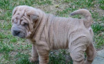 Shar-pei - šarpej šteniatka s rodokmeňom /PP/ – fotka 2