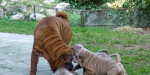 Shar-pei - šarpej šteniatka s rodokmeňom /PP/ – fotka 3