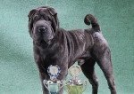 Shar-pei - šarpej šteniatka s rodokmeňom /PP/ – fotka 4