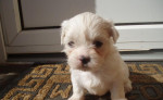 Lhasa Apso – fotka 2