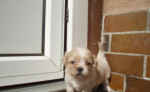 Lhasa Apso – fotka 3