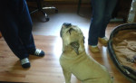 Predam Anglickeho buldoga – fotka 2