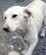 Sučka mix labradora hľadá rodinu – fotka 2