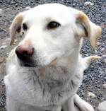 Sučka mix labradora hľadá rodinu – fotka 3