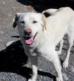 Sučka mix labradora hľadá rodinu – fotka 4