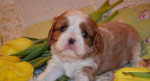 Cavalier King Charles Spaniel šteniatka s PP – fotka 2