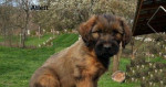 Briard plavý-šteniatka – fotka 2