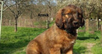 Briard plavý-šteniatka – fotka 3