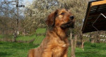 Briard plavý-šteniatka – fotka 4