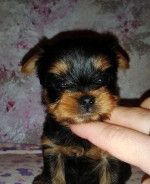 Yorkshire terrier - psíkovia s PP – fotka 2