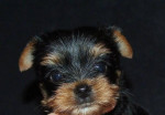Yorkshire terrier - psíkovia s PP – fotka 3