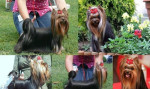 Yorkshire terrier - psíkovia s PP – fotka 4