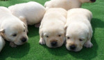 Labrador s PP – fotka 2