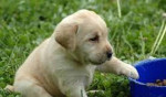 Labrador šteňatá na láskyplné ruky hľadajú milujúce rodiny – fotka 2