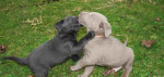 Labrador šteňatá na láskyplné ruky hľadajú milujúce rodiny – fotka 3