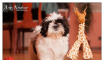 Shih Tzu - šteniatka. shi-tzu, si-cu, si-tzu ) – fotka 2