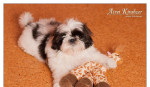Shih Tzu - šteniatka. shi-tzu, si-cu, si-tzu ) – fotka 3
