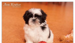 Shih Tzu - šteniatka. shi-tzu, si-cu, si-tzu ) – fotka 4