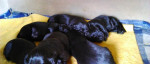 Šteniatka Labradora – fotka 2