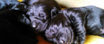 Šteniatka Labradora – fotka 3