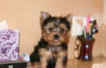 Yorkshire terrier / jorkšír/ - mini toy šteniatka – fotka 2