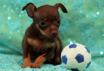 RUSKÝ TOY s PP(Russian Toy Terrier) – fotka 2