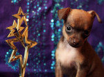 RUSKÝ TOY s PP(Russian Toy Terrier) – fotka 3