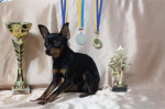 RUSKÝ TOY s PP(Russian Toy Terrier) – fotka 4