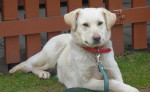 Darujeme labradora - kríženec – fotka 2