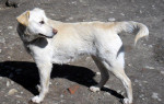 Darujeme labradora - kríženec – fotka 3
