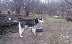 Sibírsky husky - krytie / párenie – fotka 2