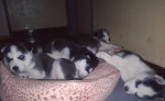 Sibírsky husky - krytie / párenie – fotka 3
