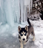 Sibírsky husky - krytie / párenie – fotka 4