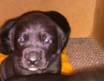 Šteniatka Labradora – fotka 2