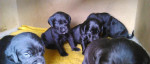 Šteniatka Labradora – fotka 3